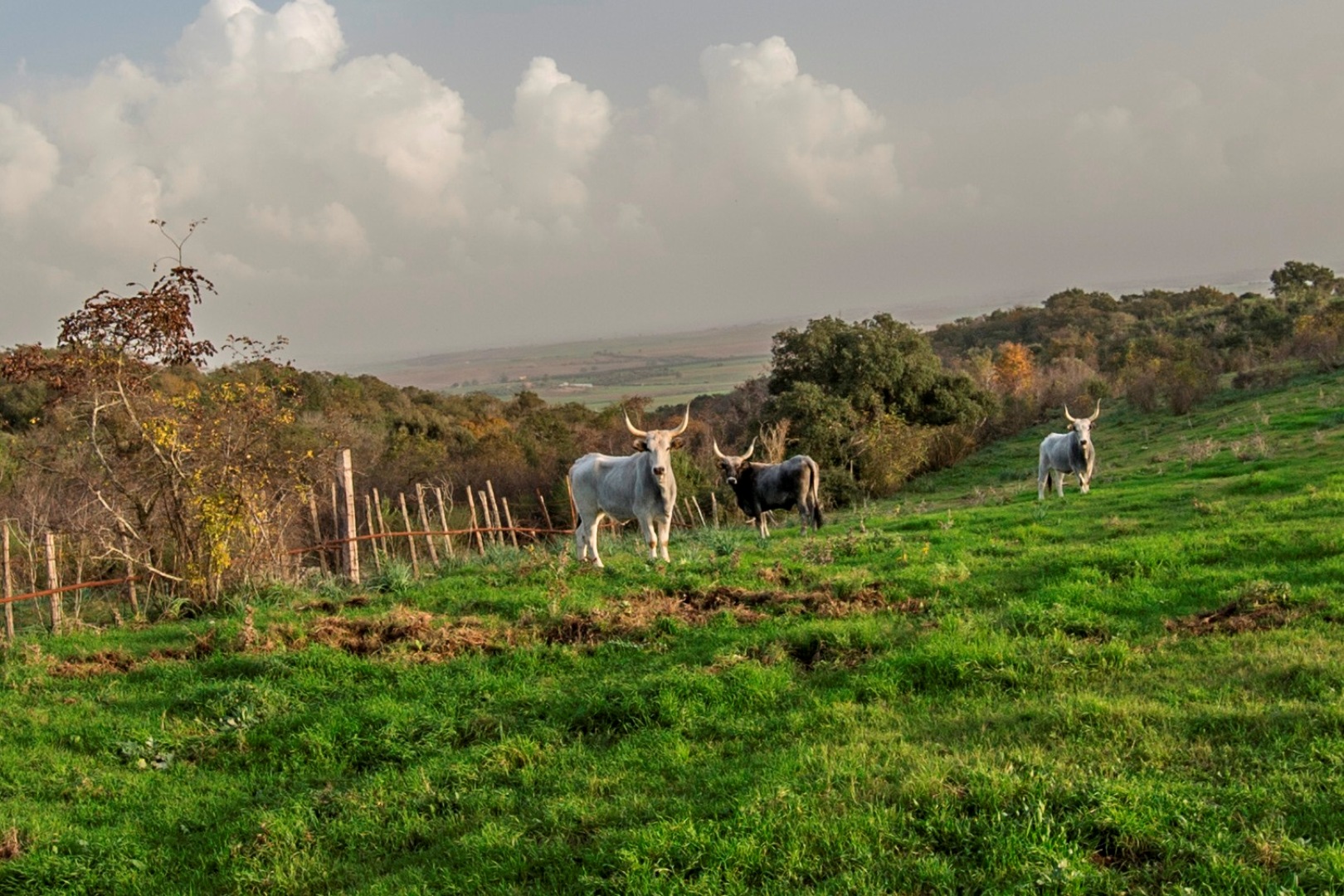 RISERVA DI CACCIA - TENUTA CON RISERVA DI CACCIA IN VENDITA